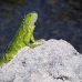 iguana_green_tf_gc_h_0122_cay1039.jpg